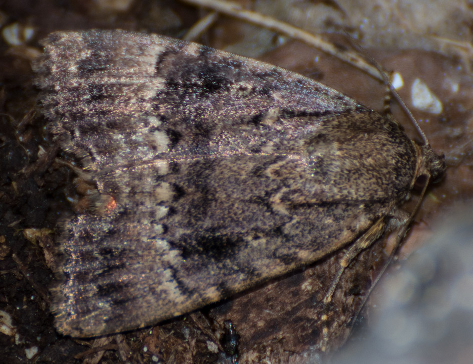Lepidottero da identificare